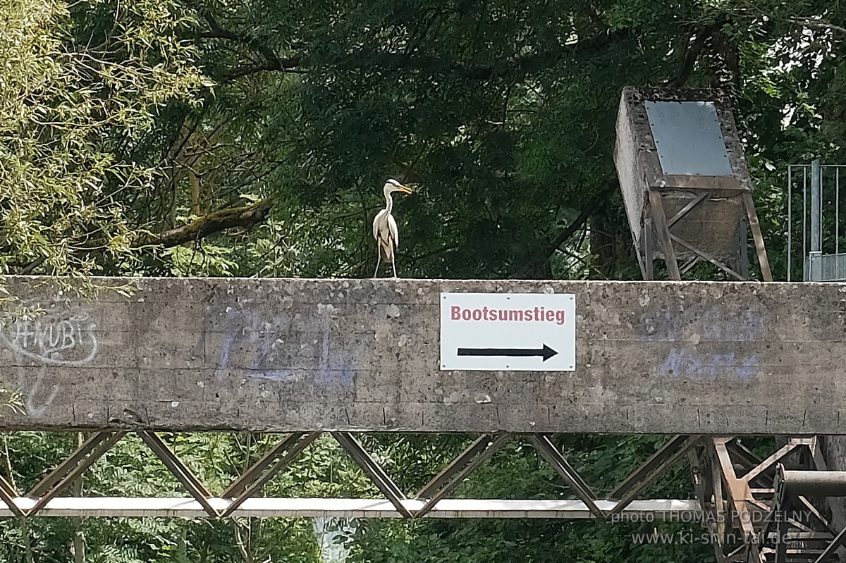 Familien-Kanuwochenende auf der Altmühl 29./30.6.2024 