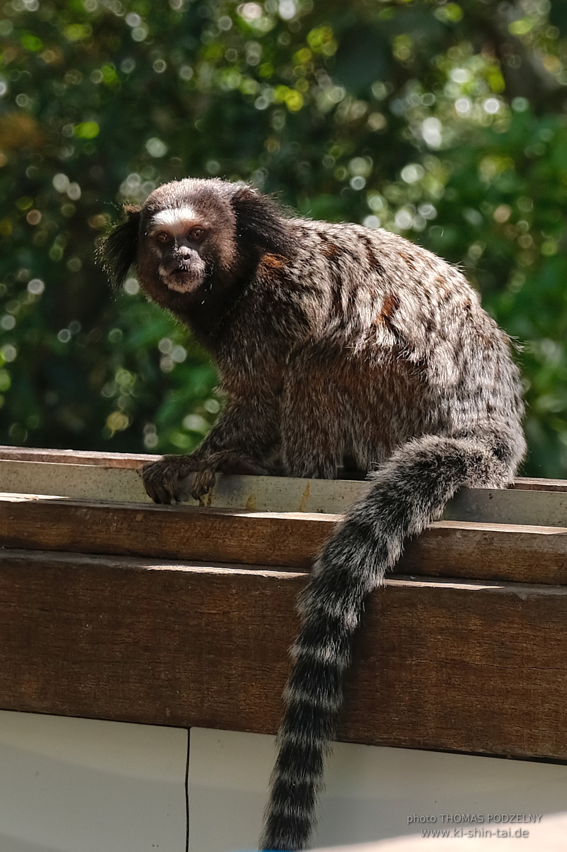 Ryûkyû Kobudô Lehrgang mit Thomas Podzelny in Petropolis/Brasilien 22./23.11.2025