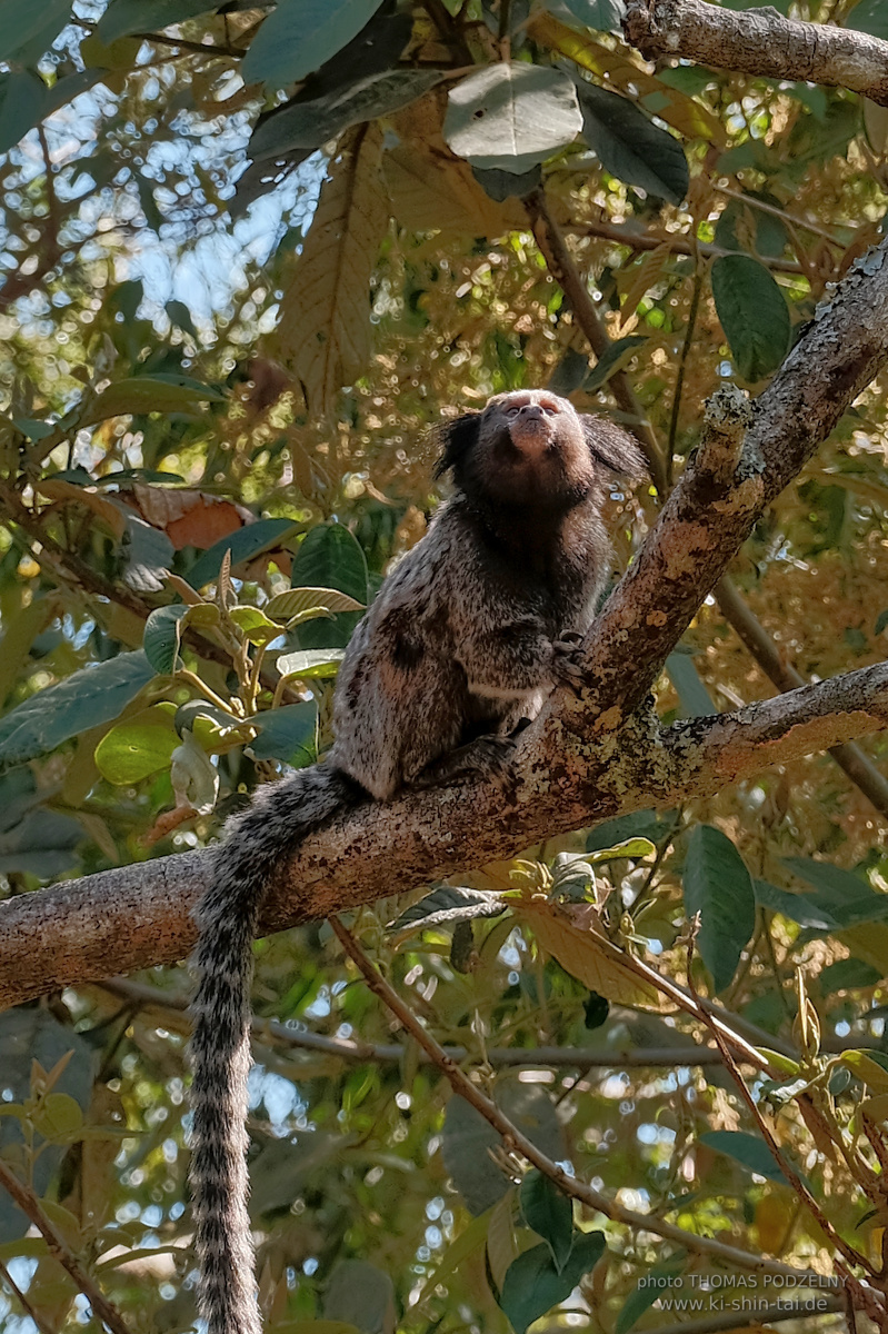 Ryûkyû Kobudô Lehrgang mit Thomas Podzelny in Petropolis/Brasilien 22./23.11.2025
