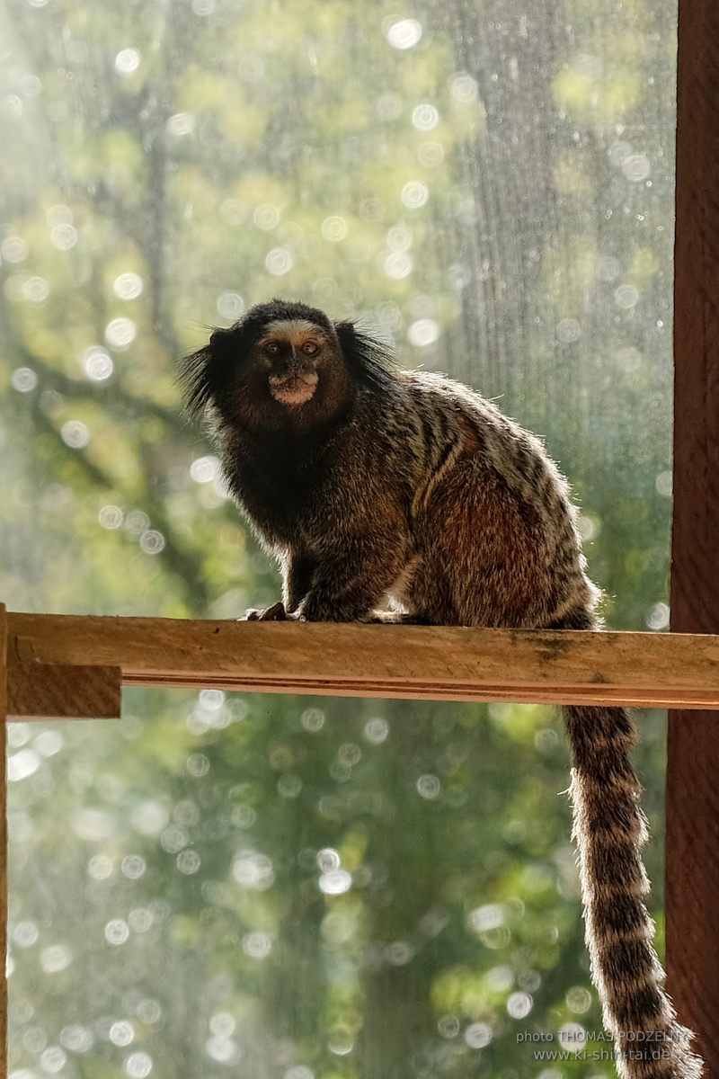 Ryûkyû Kobudô Lehrgang mit Thomas Podzelny in Petropolis/Brasilien 22./23.11.2025