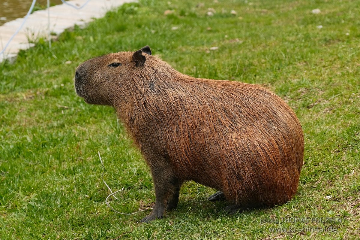 Ryûkyû Kobudô Lehrgang mit Thomas Podzelny in Petropolis/Brasilien 22./23.11.2025
